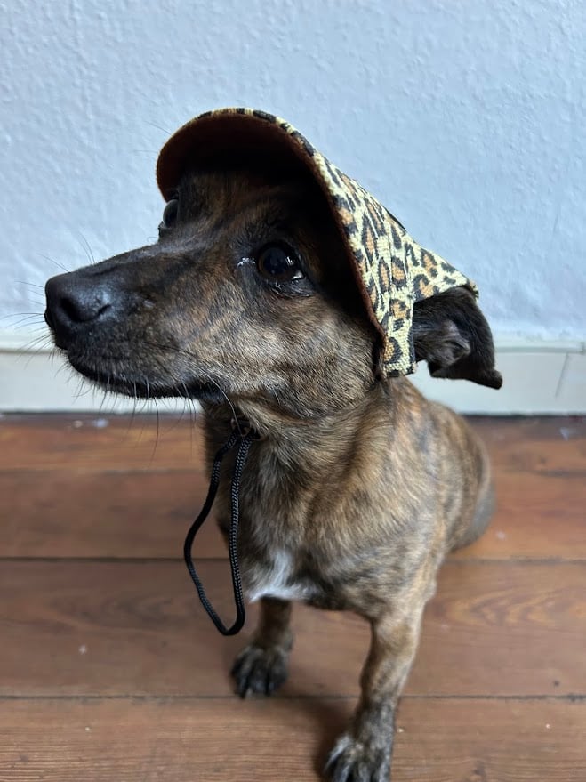 Image of PawPacking.com Dog Cap