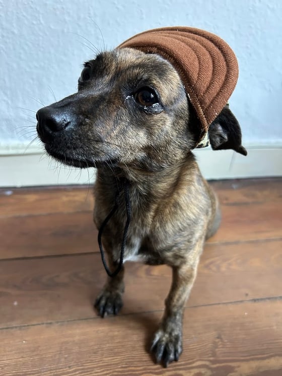 Image of PawPacking.com Dog Cap