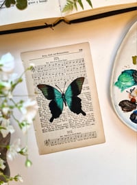 Image 2 of Life in Old Pages Insect n. 50 Papilio Pherantus