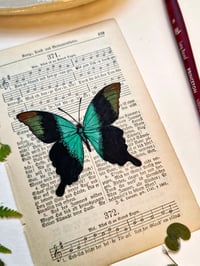 Image 3 of Life in Old Pages Insect n. 50 Papilio Pherantus