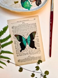 Image 1 of Life in Old Pages Insect n. 50 Papilio Pherantus