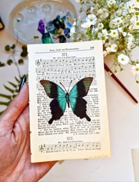 Image 4 of Life in Old Pages Insect n. 50 Papilio Pherantus