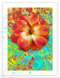 Image 1 of A SINGULAR BEAUTY #1 (24X18)