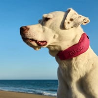 Dog GPS Collar