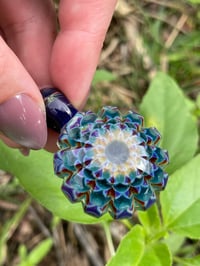 Image 6 of Blue Iris