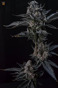 Image 1 of Colossal Z