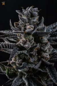 Image 4 of Colossal Z