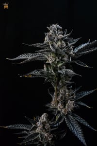 Image 5 of Colossal Z