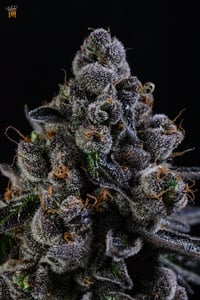Image 6 of Hoodcandyz S1 