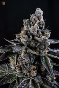 Image 5 of Hoodcandyz S1 