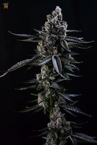 Image 1 of Hoodcandyz S1 