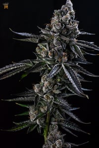 Image 4 of Hoodcandyz S1 