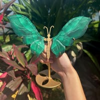 Image 2 of Malachite Butterfly Wings