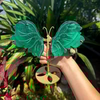 Image 5 of Malachite Butterfly Wings