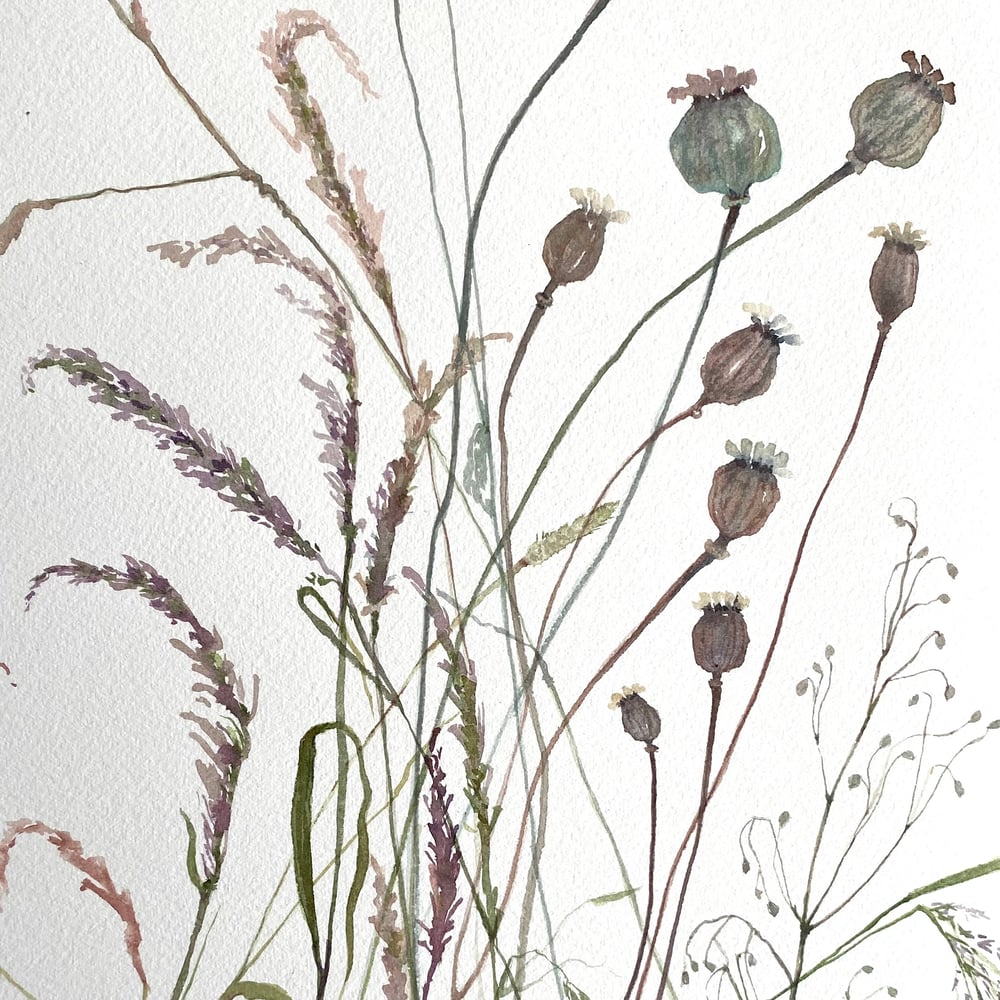 Image of Poppy Seedheads and Grasses 