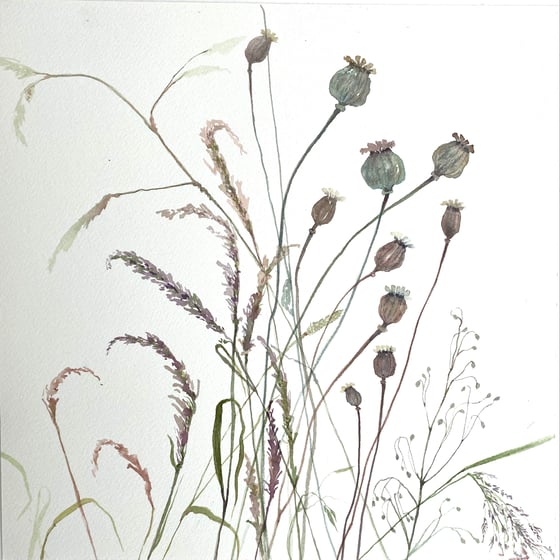 Image of Poppy Seedheads and Grasses 