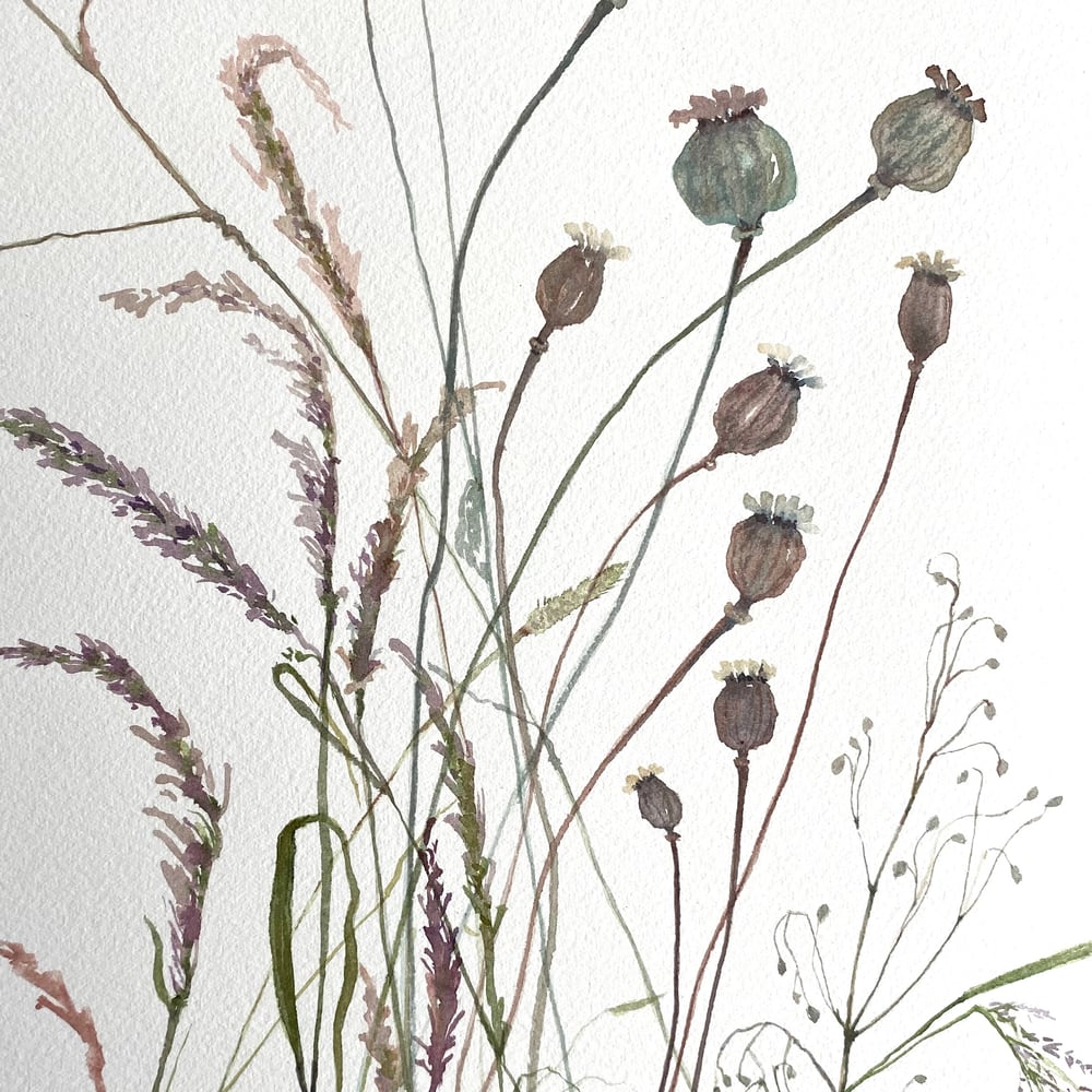 Image of Poppy Seedheads and Grasses 