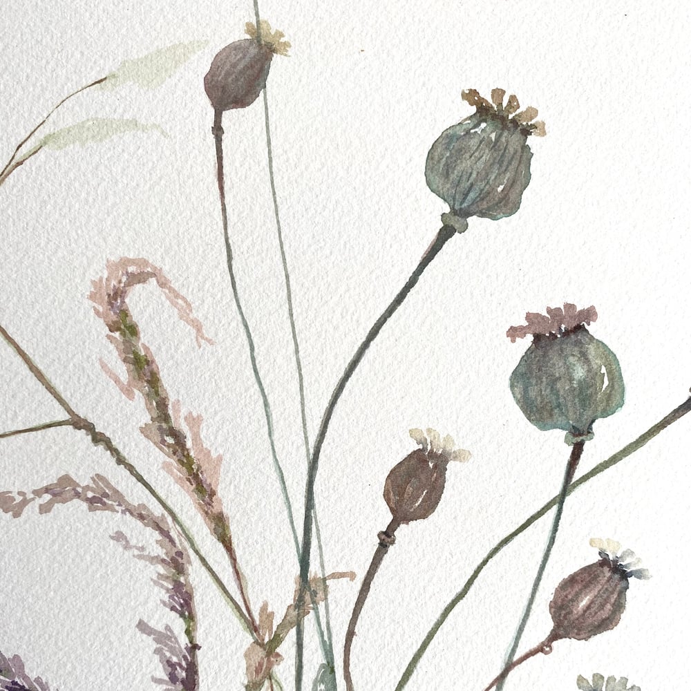 Image of Poppy Seedheads and Grasses 