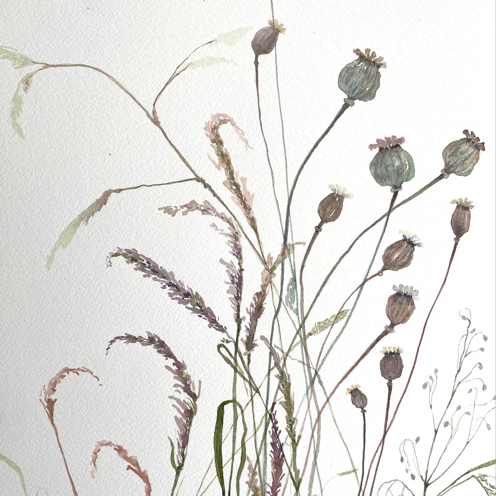 Image of Poppy Seedheads and Grasses 