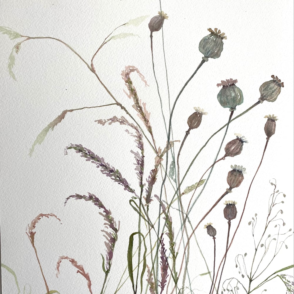 Image of Poppy Seedheads and Grasses 