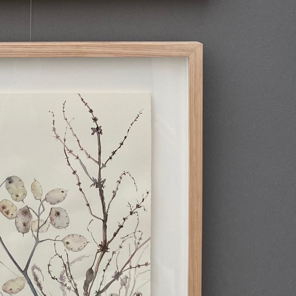 Image of Poppy Seedheads and Grasses 