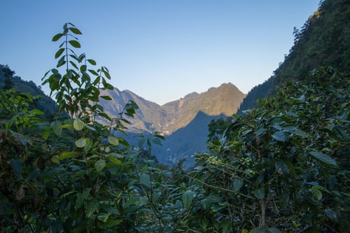 Image of Las Camelias - Guatemala | ESPRESSO