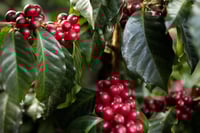 Image 4 of Las Camelias - Guatemala | ESPRESSO