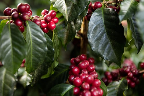 Image of Las Camelias - Guatemala | ESPRESSO