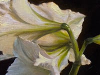 Image 2 of White Bells