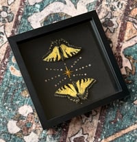 Image 5 of Swallowtail Twins