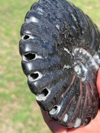 Image 5 of Black Ammonite Fossil With Pyrite #2510