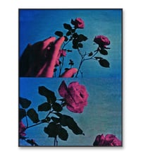 Image 3 of PICK ROSES AT NIGHT XI