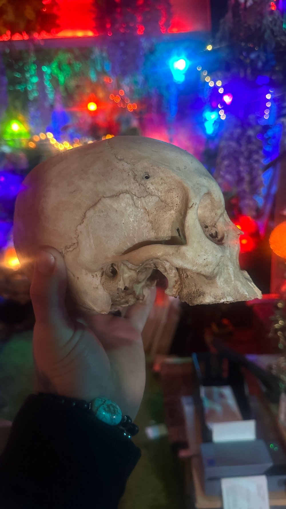 Real Human skull