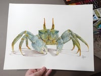 Image 1 of Crabe Fantôme ( Oeuvre Originale)