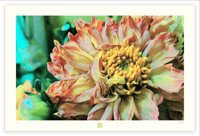 Image 1 of THE VAN GOGH DAHLIA 