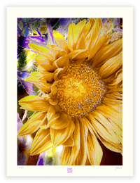 Image 1 of AN UNUSUAL SUNFLOWER (24X18)