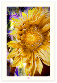 Image 1 of AN UNUSUAL SUNFLOWER (36X24)