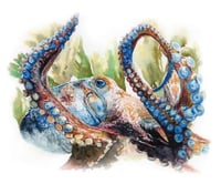 Image 3 of GICLÉE PRINTS - The Octopus Collection