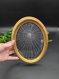 Image 4 of  Large Stunning Italian vintage oval gilt frame with preserved web - B