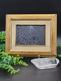 Image 1 of Large gold Gilt vintage Italian framed preserved web - C
