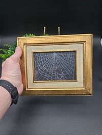 Image 4 of Large gold Gilt vintage Italian framed preserved web - C
