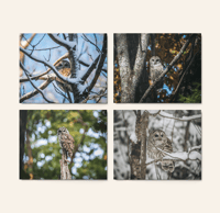 Image 1 of Barred Owl