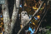 Image 3 of Barred Owl