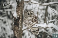 Image 5 of Barred Owl