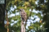 Image 4 of Barred Owl