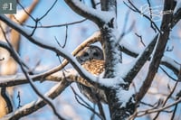 Image 2 of Barred Owl