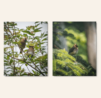 Image 1 of Cedar Waxwing