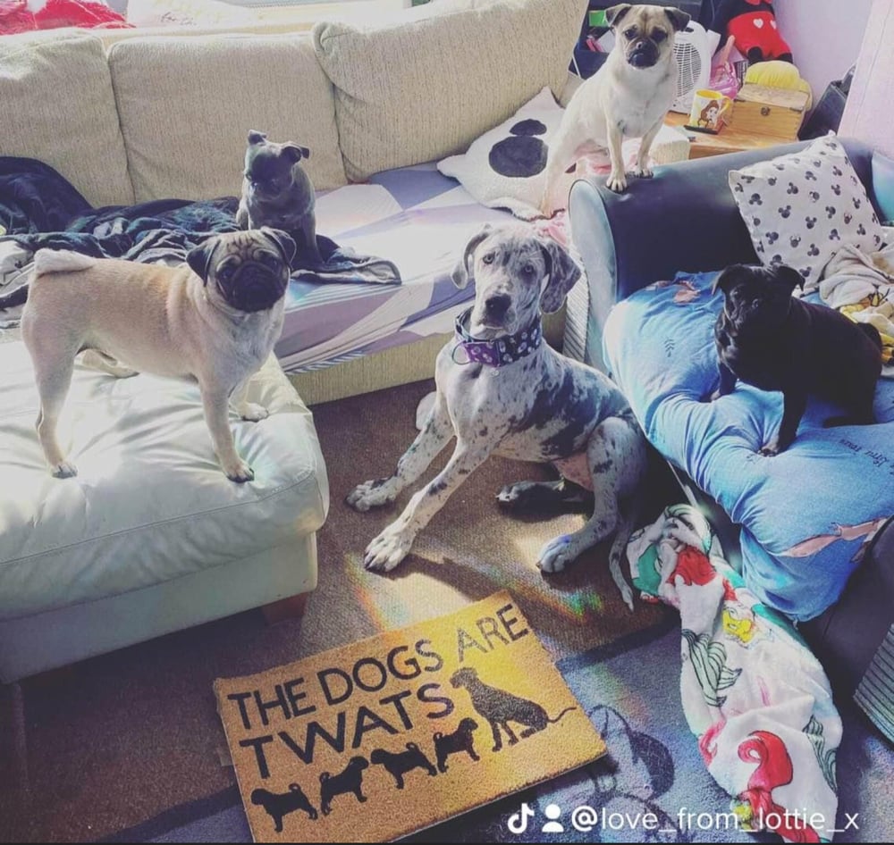 Image of The dogs are twats personalised dog breed coir door mat. Naughty dog / New home / House decor / p...