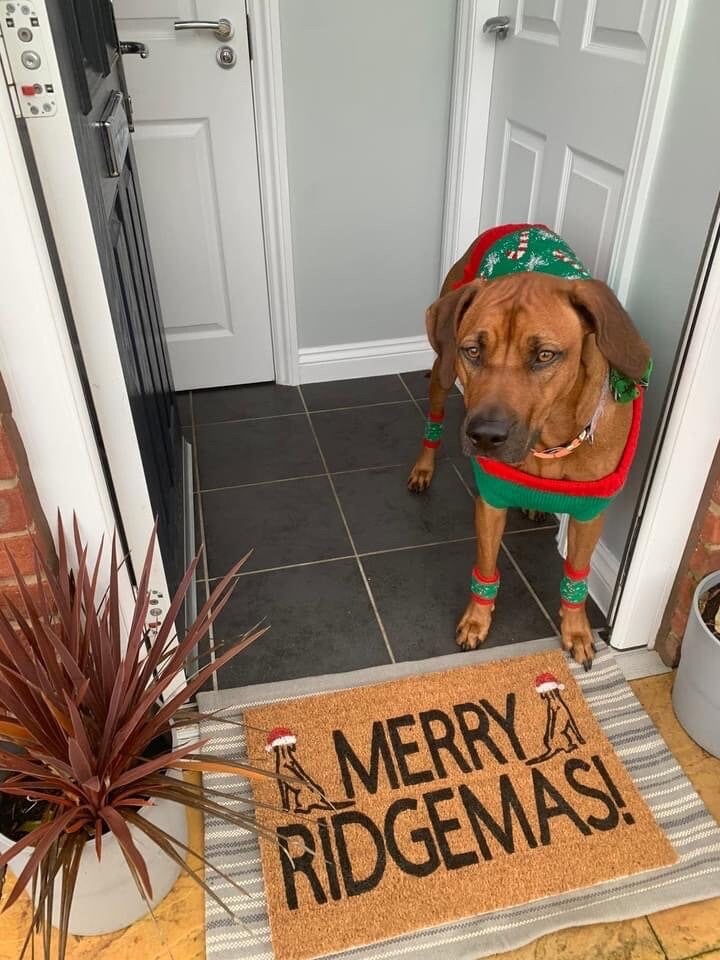Image of Merry RIDGEMAS. Rhodesian Ridgeback theme Christmas mat. Hand painted coir door mat. Complete wit...