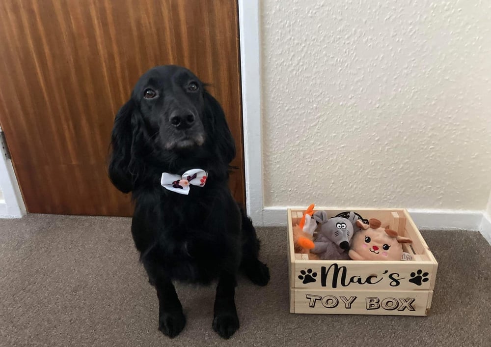 Image of Personalised dog puppy wooden toy crate storage box. Makes great birthday gifts. Personalised wit...